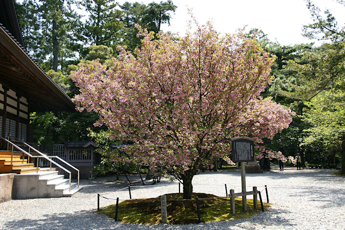 尾山神社の兼六園菊桜