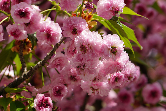 尾山神社の兼六園菊桜