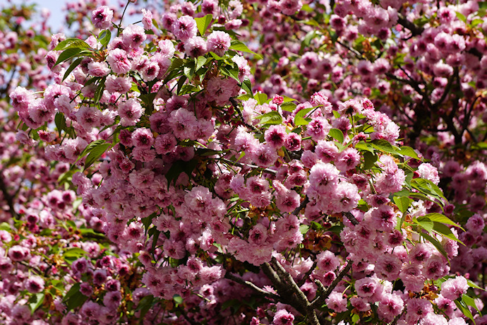 尾山神社の兼六園菊桜