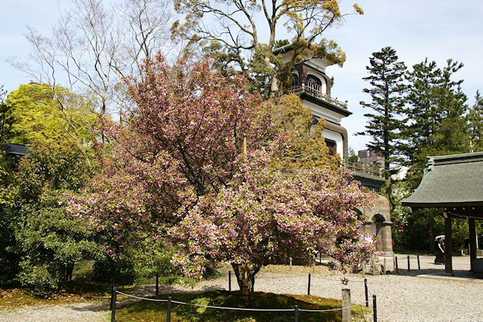 尾山神社の兼六園菊桜（２）