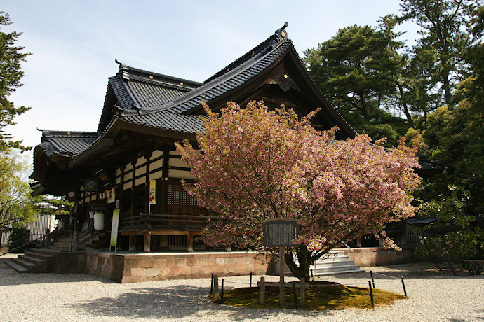 尾山神社の兼六園菊桜