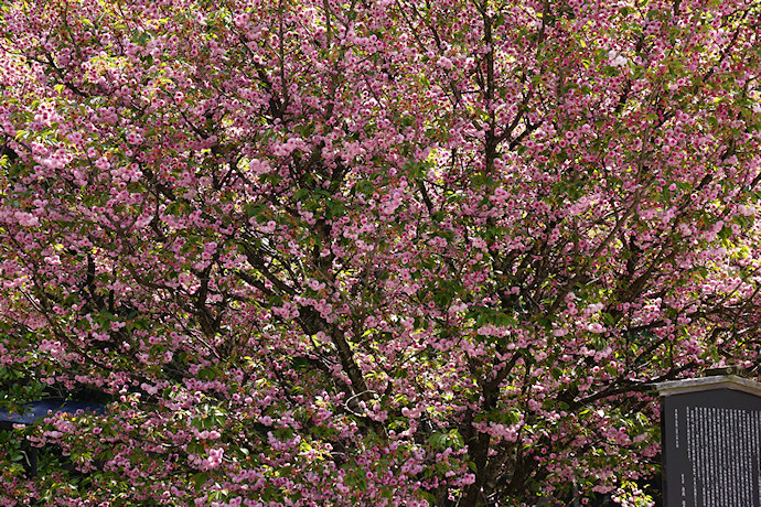 尾山神社の兼六園菊桜