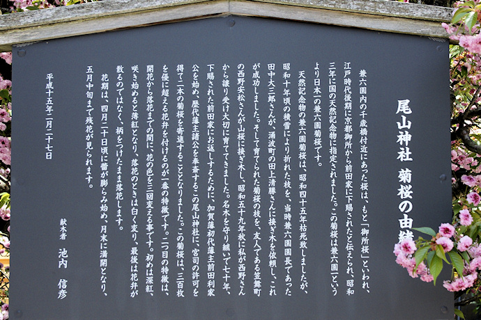 尾山神社の兼六園菊桜　説明板