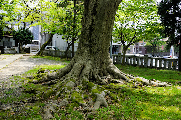 猿丸神社のケヤキ