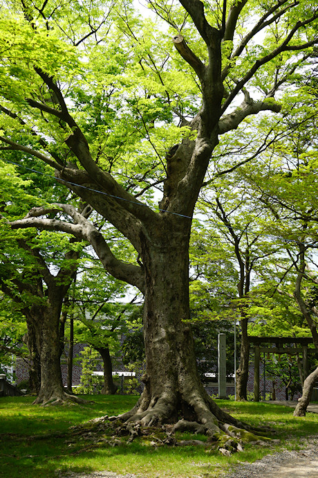 猿丸神社のケヤキ