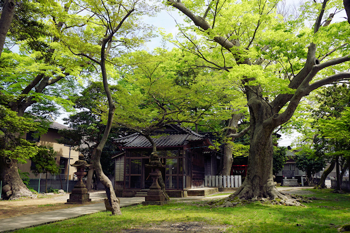 猿丸神社のケヤキ