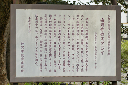 宗寿寺のスダジイ　説明板