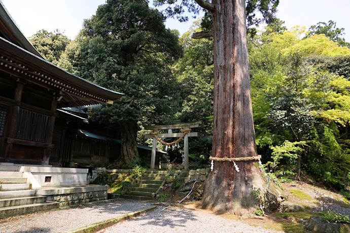 菅生石部神社のスギ