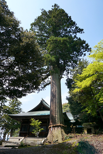 菅生石部神社のスギ