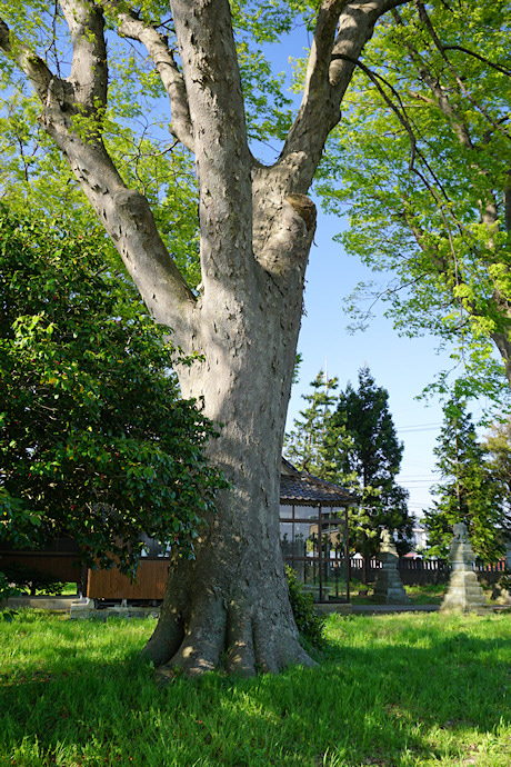 高田神社のケヤキ（南側）