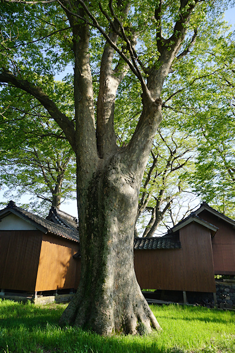 高田神社のケヤキ（北側）
