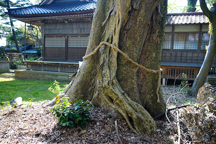 安田春日神社のケヤキ