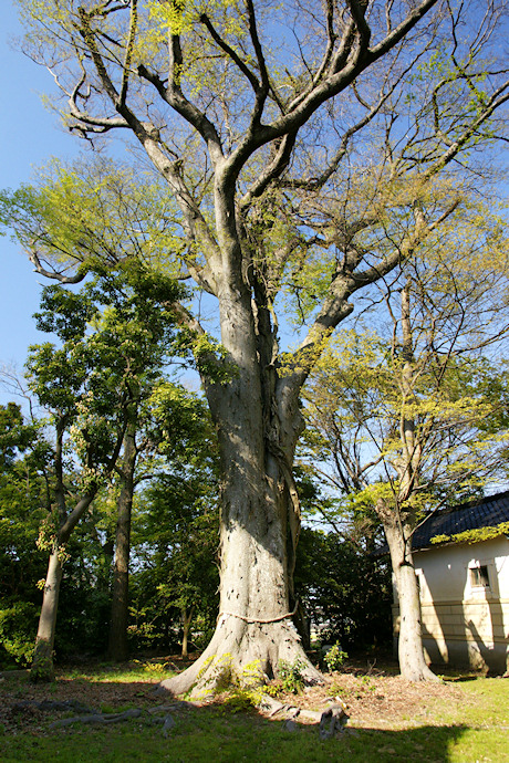 安田春日神社のケヤキ