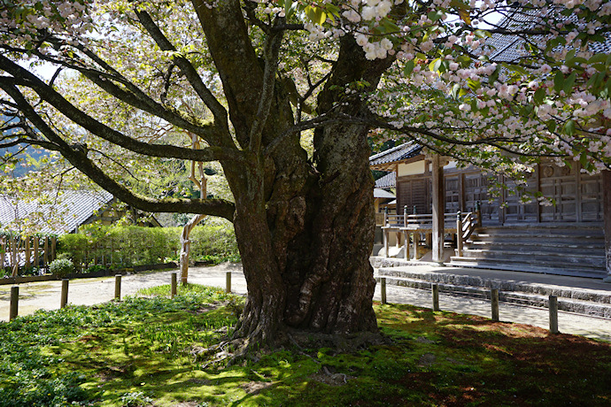 善正寺菊桜