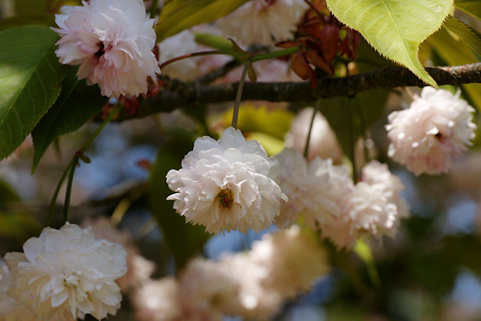 善正寺菊桜