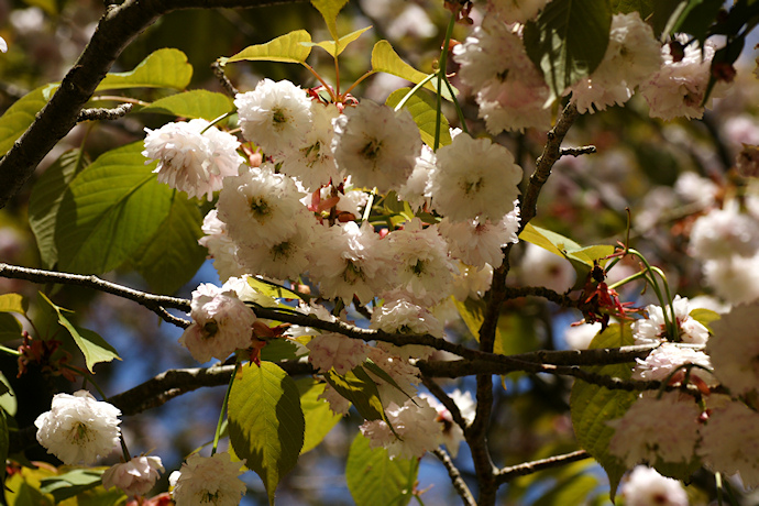 専照寺菊桜