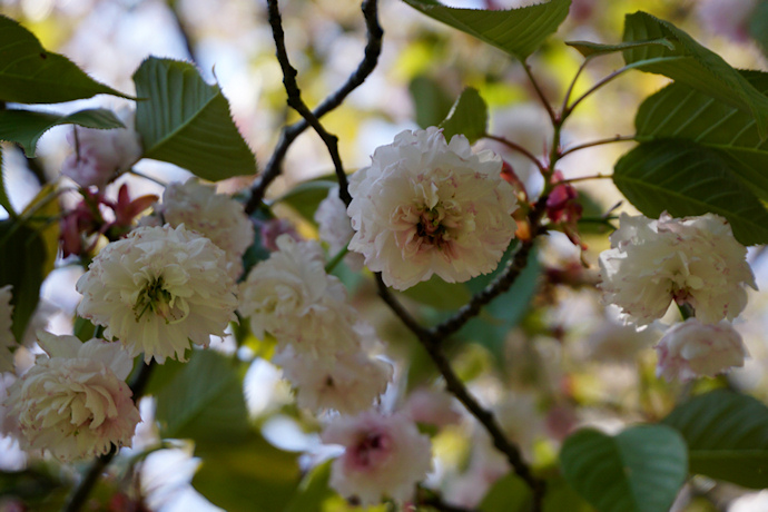 善正寺菊桜