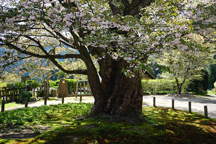 善正寺菊桜