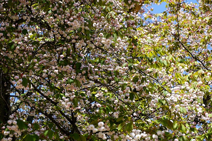 善正寺菊桜