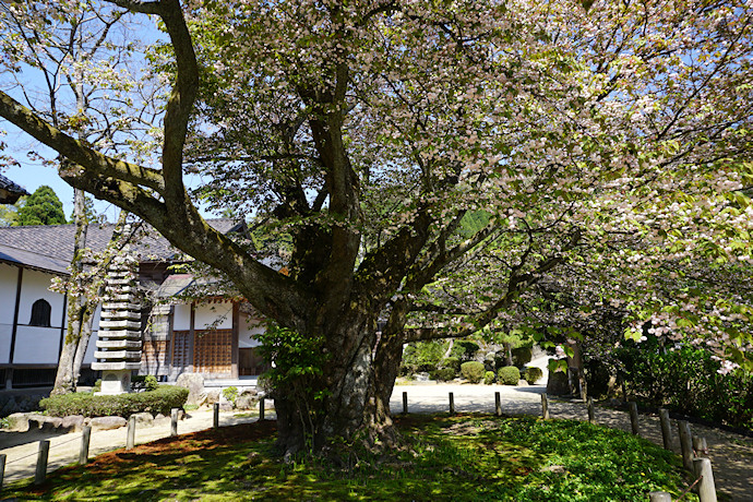 善正寺菊桜