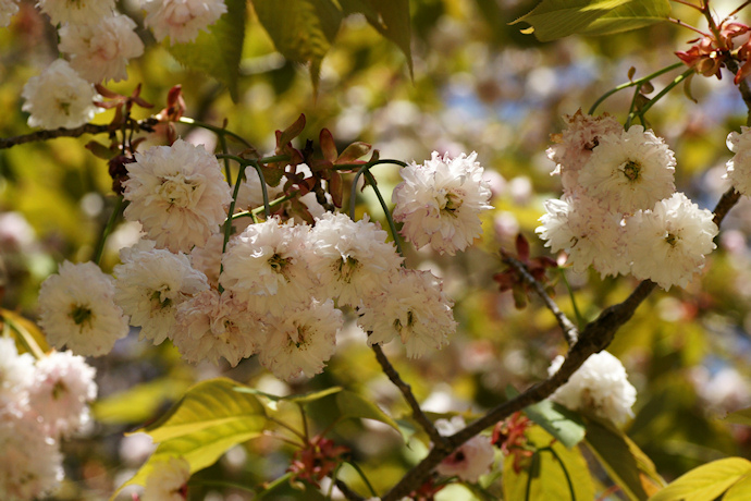 善正寺菊桜