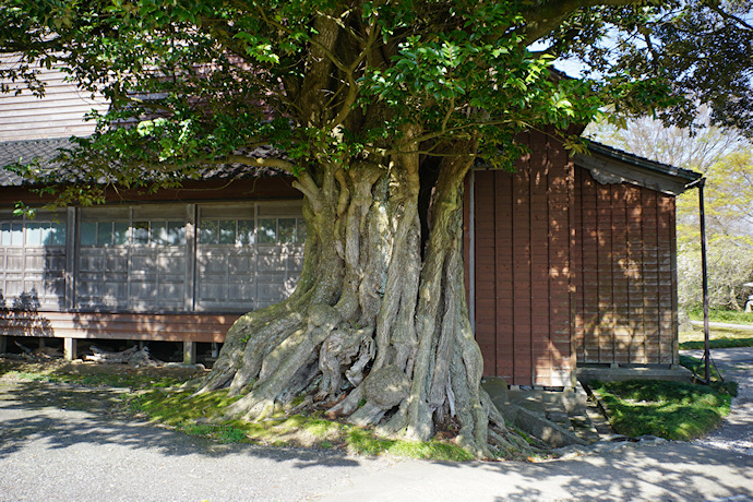 善正寺のスダジイ