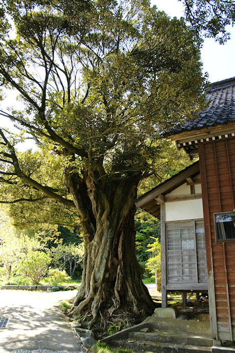 善正寺のスダジイ