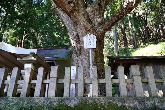 赤崎八幡神社のカゴノキ