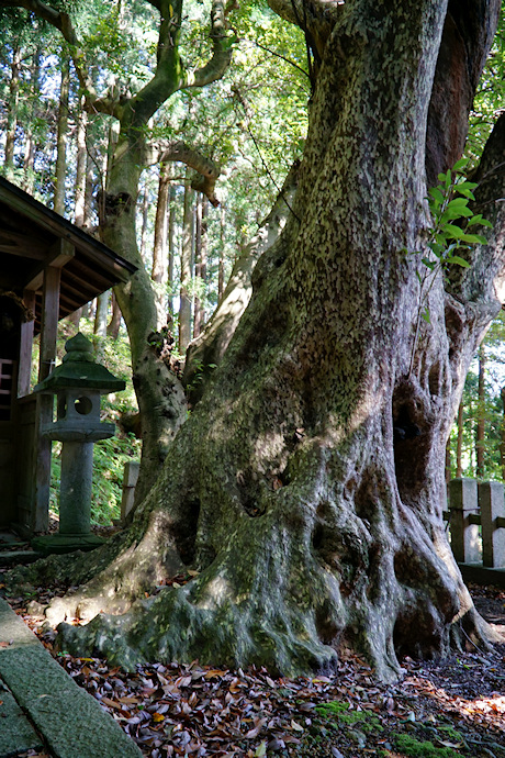 赤崎八幡神社のカゴノキ