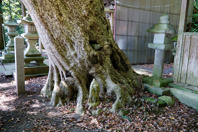 赤崎八幡神社のカゴノキ