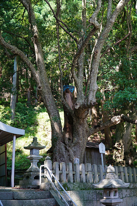 赤崎八幡神社のカゴノキ