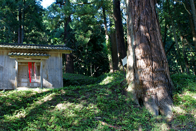 白山神社のバラ大杉