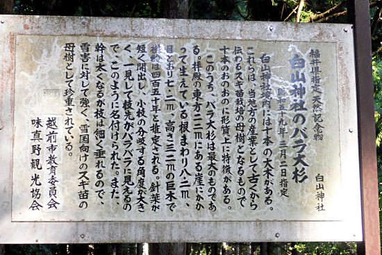 白山神社のバラ大杉・説明板