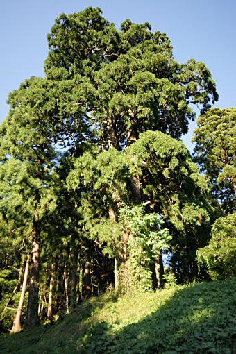 白山神社境内の杉
