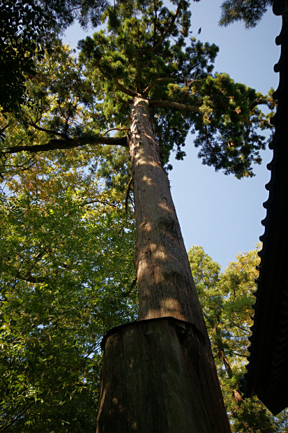 日吉神社の相生の大杉