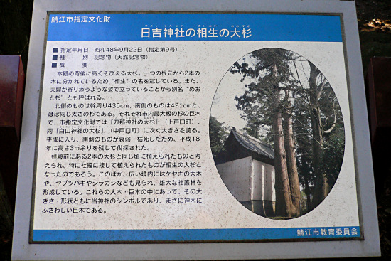 日吉神社の相生の大杉・説明板