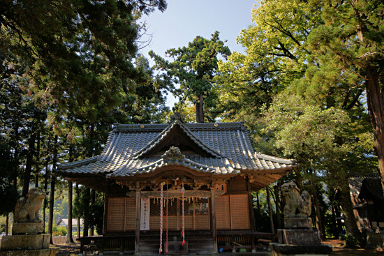 日吉神社の社殿と相生の大杉