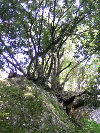岩屋観音・石の上の杉