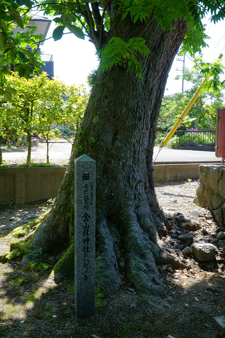 金山彦神社のハゼノキ