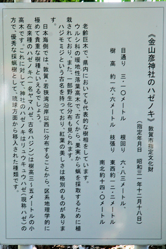 金山彦神社のハゼノキ説明板