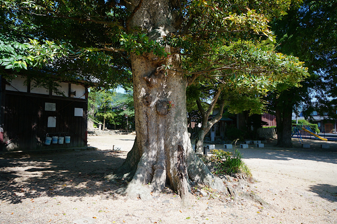 金山彦神社のタブノキ