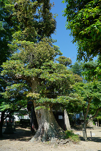 金山彦神社のタブノキ