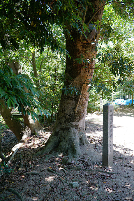 甘棠園のヤマモモ