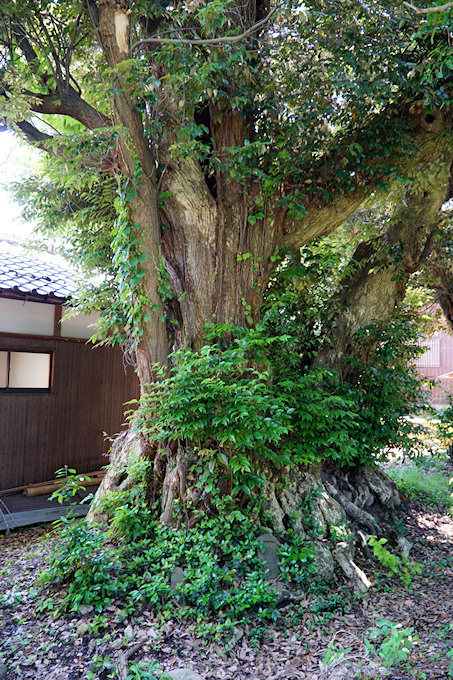 公文名日吉神社のスダジイ