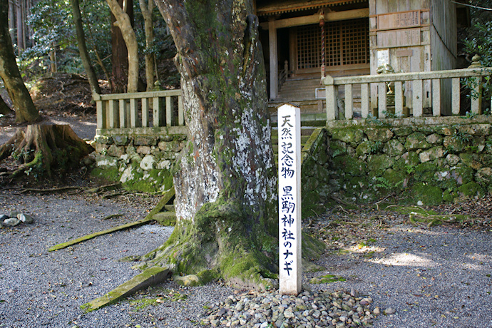 黒駒神社のナギ