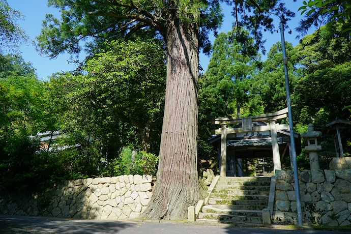 久豆弥神社のスギ