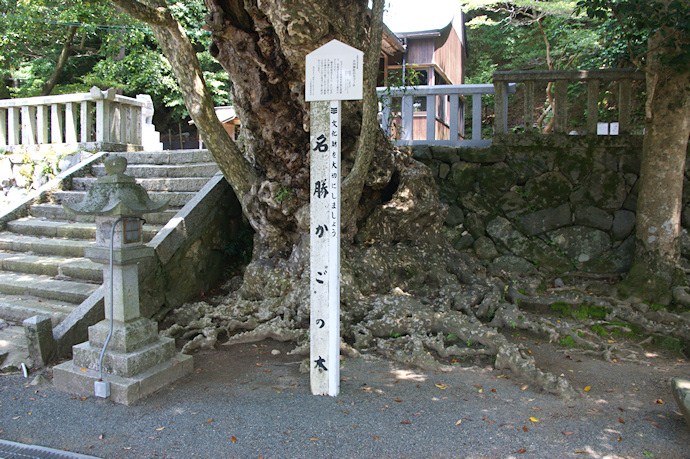 小川神社のカゴノキ