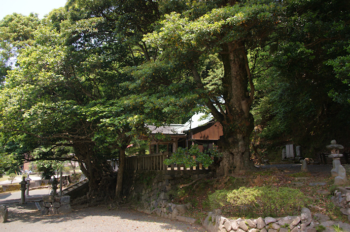 小川神社のカゴノキ・タブノキ