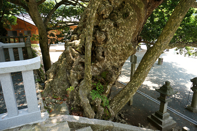 小川神社のカゴノキ