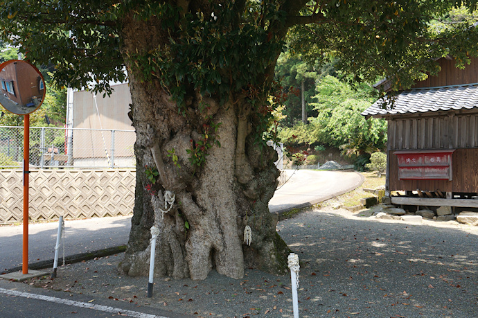 小川神社のタブノキ